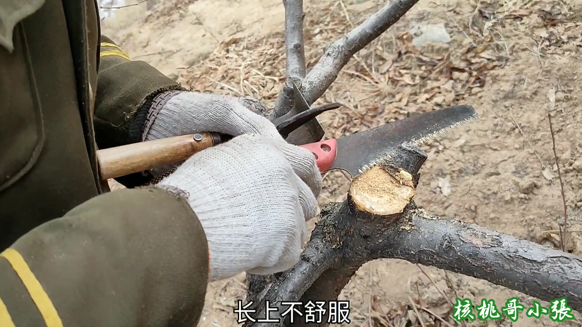 老张和小张为了一支桃树的去留,产生分歧,究竟谁对谁错?